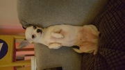honden foto van Karin 