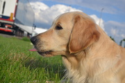 honden foto van Isabelle