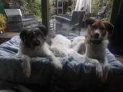 honden foto van Marja