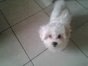 honden foto van Lilly zusje van queenie 