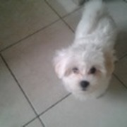 honden foto honden foto van Lilly