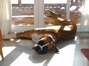 honden foto van hanneke