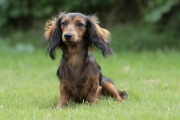honden foto van jeff dujardin