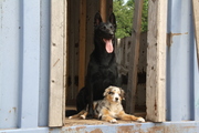 honden foto honden foto van Mariska & De dogs Djenna en Nowie