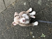 honden foto van Rick