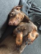 honden foto honden foto van Kim