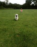 honden foto van Sem2017