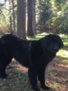 honden foto van ciska