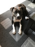 honden foto honden foto van Wendy