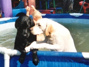 honden foto honden foto van myriam Claessens