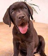 honden foto van Raquel