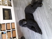 honden foto van Jolanda