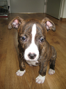 honden foto van Nijntje84