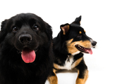 honden foto honden foto van Frofro & Howbow