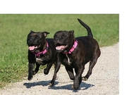 honden foto van Caatje