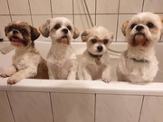 honden foto van tinne