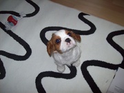 honden foto van Marielle