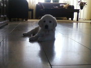 honden foto van nathalie