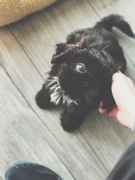 honden foto van Nina
