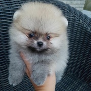 honden foto van Lynnepin