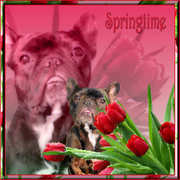 honden foto van Natasja