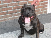 honden foto honden foto van miriam