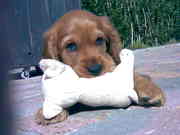 honden foto van marina van es
