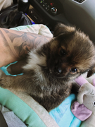 honden foto van dushi