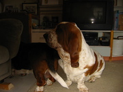 honden foto van Jeannette