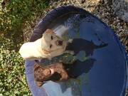 honden foto honden foto van Anouschka