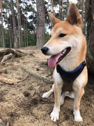 honden foto van Ulyana horemans