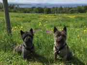 honden foto van Josephine van Gils