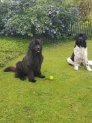 honden foto van Ruud