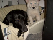 honden foto honden foto van Patrick