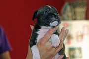 honden foto van Andreas