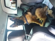 honden foto van Crombez Joke