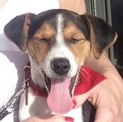 honden foto van Nicole Dols