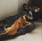 honden foto van Petra