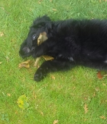 honden foto van Pink