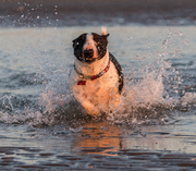 honden foto van stip photography