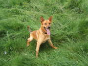 honden foto honden foto van jorrik