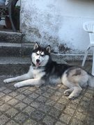 honden foto van Elijar