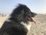 honden foto van Margje Verheij