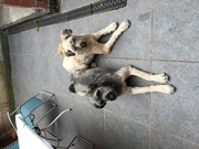 honden foto honden foto van kathleen