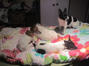 honden foto van Diana van Berkel