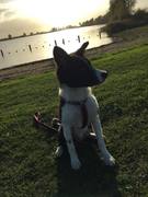 honden foto van Sanne van Thuijl