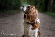 honden foto honden foto van Louie & Odo