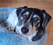 honden foto van Ellen, vrouwtje van Noortje