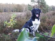 honden foto honden foto van that_girl