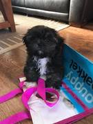 honden foto van Anita 